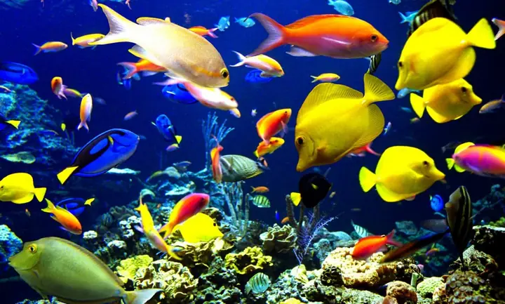 Cá Cảnh Biển Nha Trang: Địa Điểm Mua & Kinh Nghiệm Nuôi Thuần