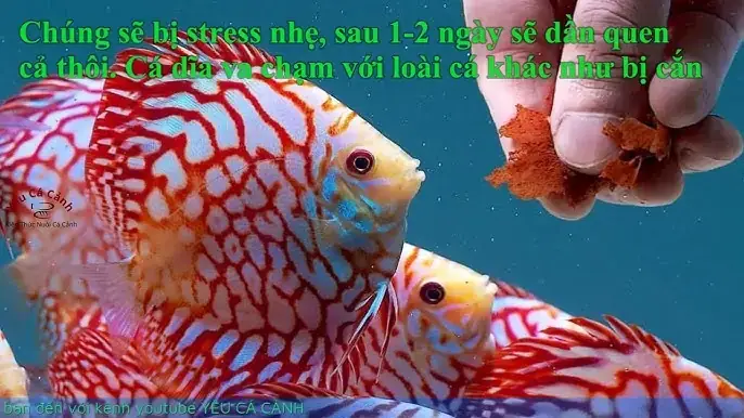 Cá Cảnh Bỏ Ăn: Nguyên Nhân, Dấu Hiệu & Cách Xử Lý Hiệu Quả