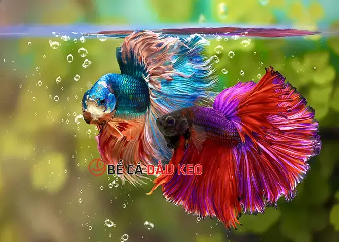 Nguyên Nhân Và Cách Khắc Phục Cá Cảnh Đánh Nhau Hiệu Quả