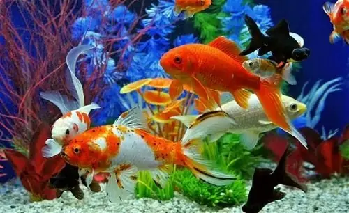 Mua Bán Cá Cảnh Hồ Chí Minh: Top Địa Điểm Uy Tín & Các Loại Phổ Biến