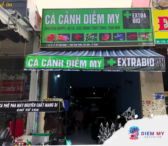 Cửa Hàng Cá Cảnh Hóc Môn: Địa Chỉ, Mua Bán & Kinh Nghiệm Nuôi