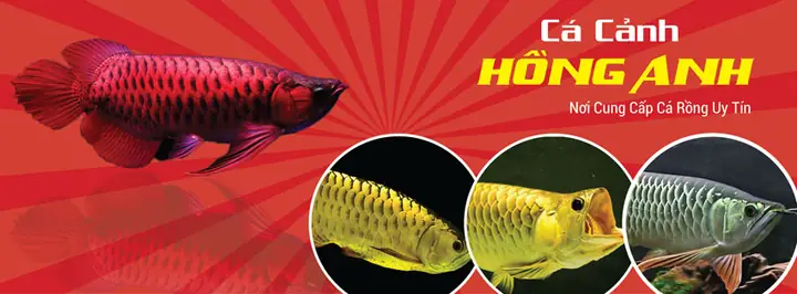 Cá Cảnh Hồng Anh: Thông Tin, Lịch Sử & Nơi Mua Uy Tín