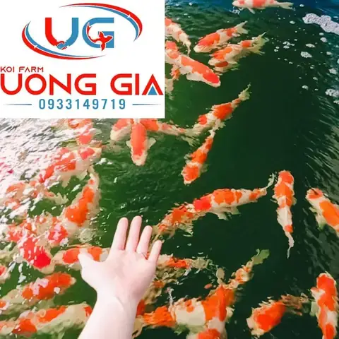 Cá Cảnh Ngoi Lên Mặt Nước: Nguyên Nhân, Cách Xử Lý & Dấu Hiệu Cần Biết