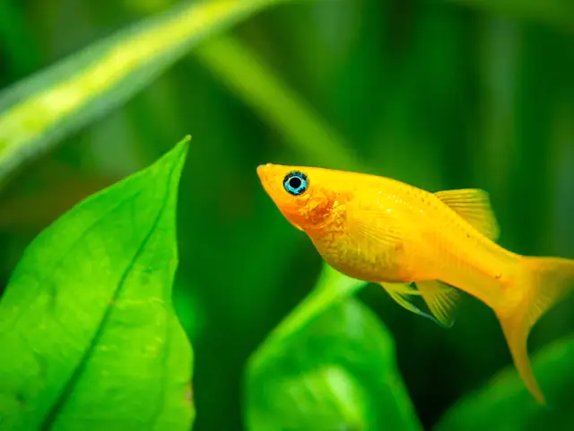 Top 10+ Loài Cá Cảnh Nhỏ Màu Vàng Đẹp, Dễ Nuôi Và Cách Chăm Sóc
