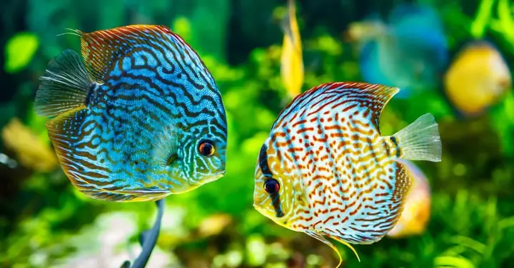 Top 20+ Loài Cá Cảnh Nước Ngọt Phổ Biến: Hướng Dẫn Chọn Lọc Và Chăm Sóc Toàn Diện