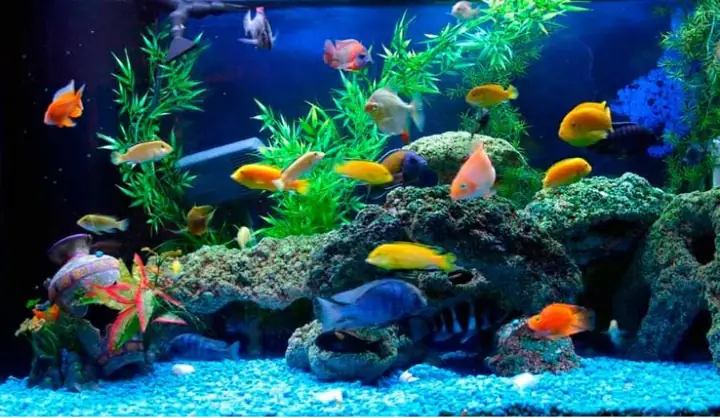 Top 15 Cá Cảnh Nước Ngọt Dễ Nuôi, Phù Hợp Cho Người Mới Bắt Đầu
