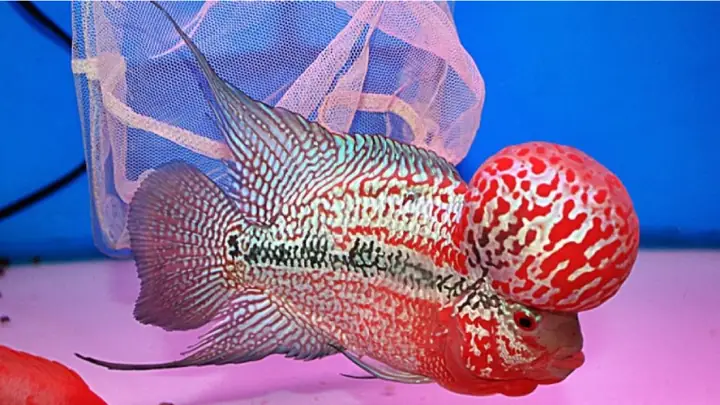 Top 15 Cá Cảnh Nước Ngọt Dễ Nuôi, Phù Hợp Cho Người Mới Bắt Đầu