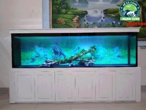 Cửa Hàng Cá Cảnh Phủ Lý, Hà Nam: Địa Chỉ, Các Loại Cá Và Dịch Vụ Phụ Kiện