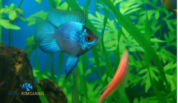 Cá Phượng Hoàng: Đặc Điểm, Cách Nuôi & Giá Bán Cập Nhật Mới Nhất