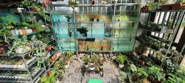 Top Tiệm Cá Cảnh Quận Bình Tân Uy Tín, Giá Tốt & Kinh Nghiệm Chọn Mua Top Tiệm Cá Cảnh Quận Bình Tân Uy Tín, Giá Tốt & Kinh Nghiệm Chọn Mua