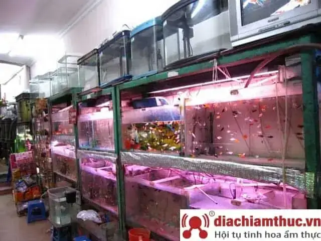 Top 10 Cửa Hàng Cá Cảnh Quận Bình Thạnh Uy Tín Nhất & Mẹo Chọn Lọc