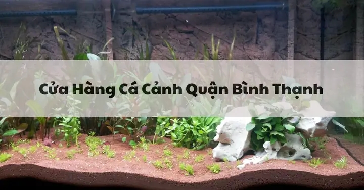 Top 10 Cửa Hàng Cá Cảnh Quận Bình Thạnh Uy Tín Nhất & Mẹo Chọn Lọc