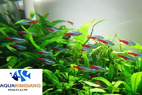 Cá Cảnh Quang Trung: Địa Chỉ Uy Tín & Mẹo Chọn Cá Đẹp