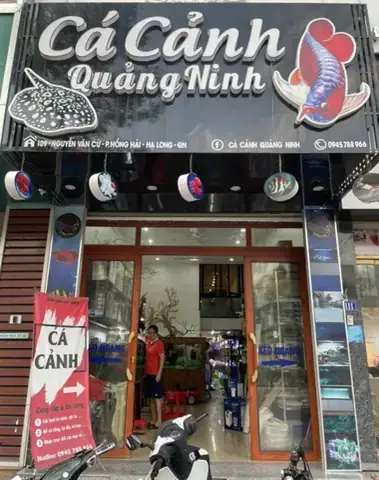 Cá Cảnh Quang Trung: Địa Chỉ Uy Tín & Mẹo Chọn Cá Đẹp