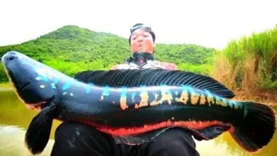 Top 10+ Cá Cảnh Săn Mồi Nước Ngọt: Dễ Nuôi, Đẹp & Ấn Tượng Cho Bể Cá