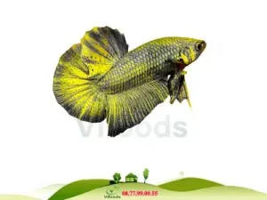 Cá Cảnh Sóc Sơn: Địa Chỉ Mua, Hướng Dẫn Chăm Sóc & Lưu Ý Quan Trọng