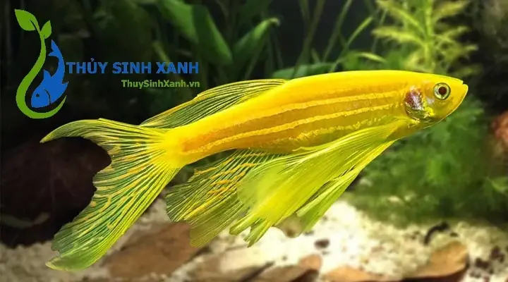 Cá Cảnh Sóc Sơn: Địa Chỉ Mua, Hướng Dẫn Chăm Sóc & Lưu Ý Quan Trọng