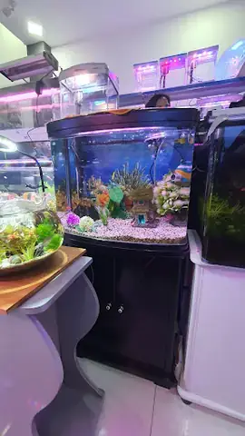Cá Cảnh Sơn Hà: Cửa Hàng Uy Tín, Giá Tốt Và Địa Chỉ Mua Sắm