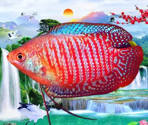 Top 10 Loại Cá Cảnh Sống Khỏe Nhất Dễ Nuôi Cho Mọi Người