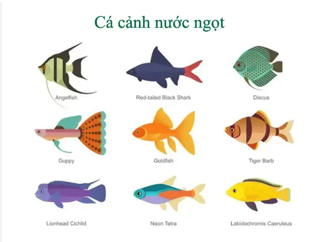 Cá Cảnh Sống Lâu: Bí Quyết Chọn Lựa Và Chăm Sóc Cho Tuổi Thọ Vàng