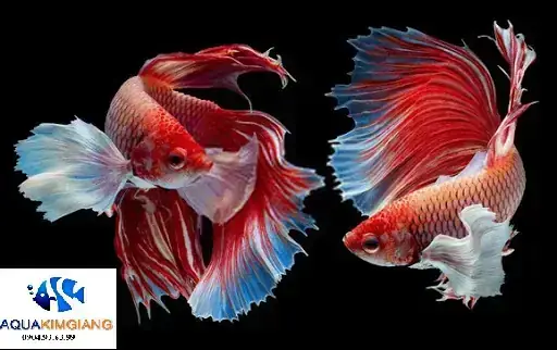 Cá Cảnh Thái Hà: Địa Chỉ Mua Cá & Phụ Kiện Uy Tín Tại Hà Nội
