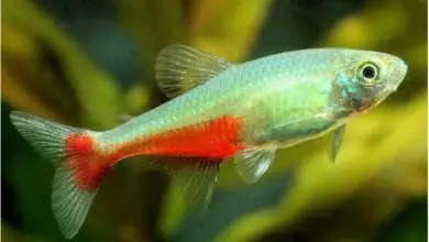 Cá Cảnh Thái Hòa: Sản Phẩm, Thiết Bị & Địa Chỉ Mua Sắm Uy Tín