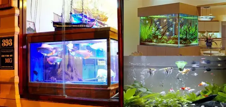 Chợ Cá Cảnh Vạn Phúc Hà Đông: Kinh Nghiệm Mua Sắm Và Các Loại Cá Phổ Biến