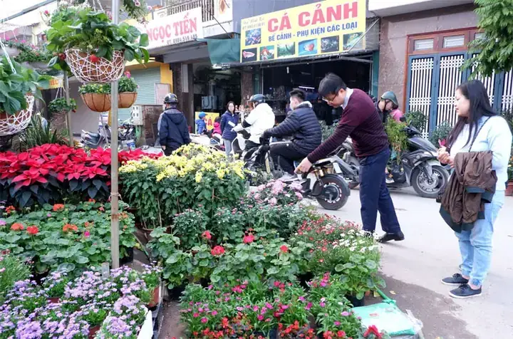 Chợ Cá Cảnh Vạn Phúc Hà Đông: Kinh Nghiệm Mua Sắm Và Các Loại Cá Phổ Biến