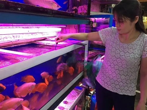 Làng Cá Cảnh Yên Phụ: Lịch Sử, Sự Phát Triển Và Giá Trị Văn Hóa