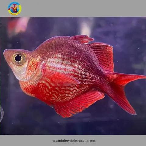 Cá Cầu Vồng Táo Đỏ: Đặc Điểm, Cách Nuôi Và Mẹo Chăm Sóc Chuẩn Cá Cầu Vồng Táo Đỏ: Đặc Điểm, Cách Nuôi Và Mẹo Chăm Sóc Chuẩn