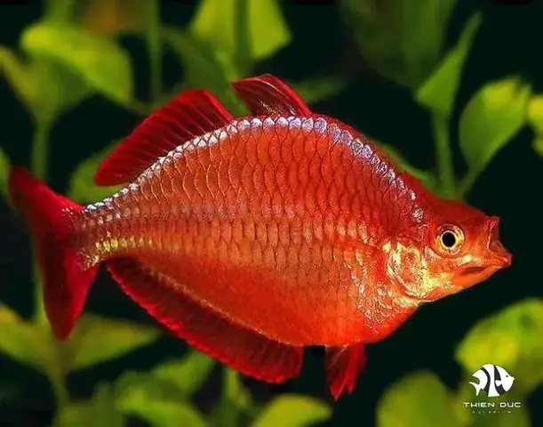 Cá Cầu Vồng Táo Đỏ: Đặc Điểm, Cách Nuôi Và Mẹo Chăm Sóc Chuẩn Cá Cầu Vồng Táo Đỏ: Đặc Điểm, Cách Nuôi Và Mẹo Chăm Sóc Chuẩn