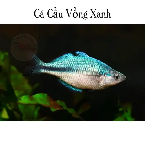 Cá Cầu Vồng Xanh Indo: Đặc Điểm, Cách Nuôi Và Chọn Mua Chuẩn