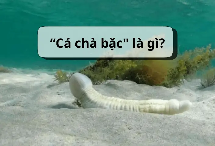 Cá Chà Bặc Là Gì? Giải Mã Ý Nghĩa & Đặc Điểm Từ Vùng Miền Cá Chà Bặc Là Gì? Giải Mã Ý Nghĩa & Đặc Điểm Từ Vùng Miền