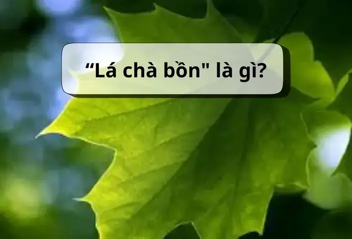 Cá Chà Bồn Là Gì? Nguồn Gốc, Đặc Điểm Và Ý Nghĩa Thực Tế