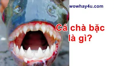 Cá Chà Bu Là Gì? Nguồn Gốc Và Ý Nghĩa Thú Vị