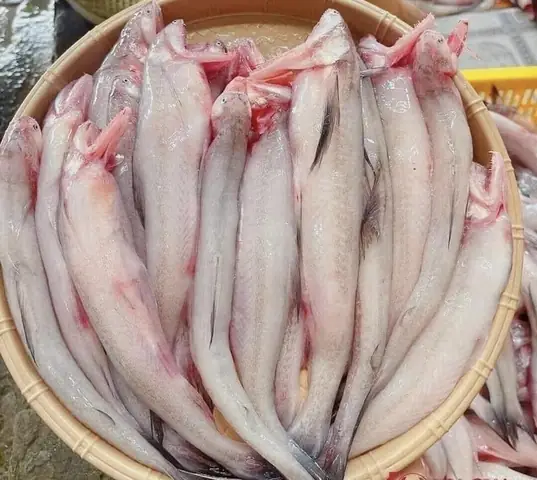 Cá Cháo Là Gì? Đặc Điểm, Phân Biệt Với Cá Khoai Và Món Ngon