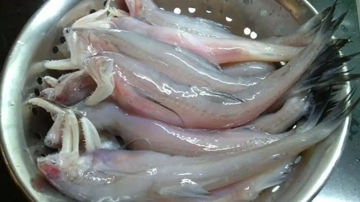 Cá Cháo Là Gì? Đặc Điểm, Phân Biệt Với Cá Khoai Và Món Ngon