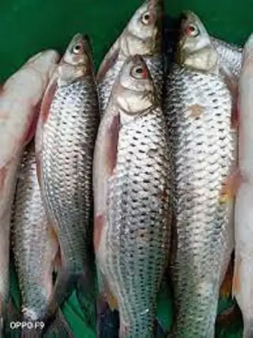 Cá Chày Mắt Đỏ: Đặc Điểm, Nuôi Trồng & Các Món Ngon Hấp Dẫn Cá Chày Mắt Đỏ: Đặc Điểm, Nuôi Trồng & Các Món Ngon Hấp Dẫn