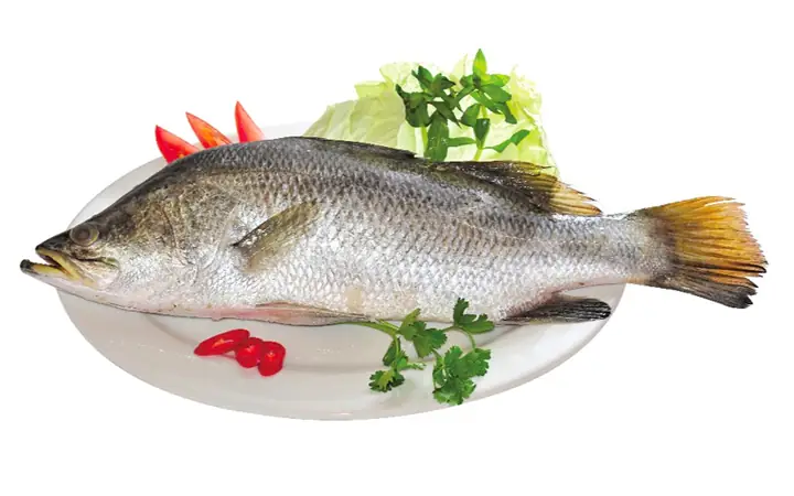Cá Chẽm Là Cá Gì? Đặc Điểm, Phân Loại Và Môi Trường Sống
