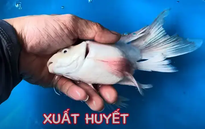 Cá Chép Bị Đỏ Đuôi: Nguyên Nhân, Dấu Hiệu Nhận Biết Và Cách Điều Trị Hiệu Quả