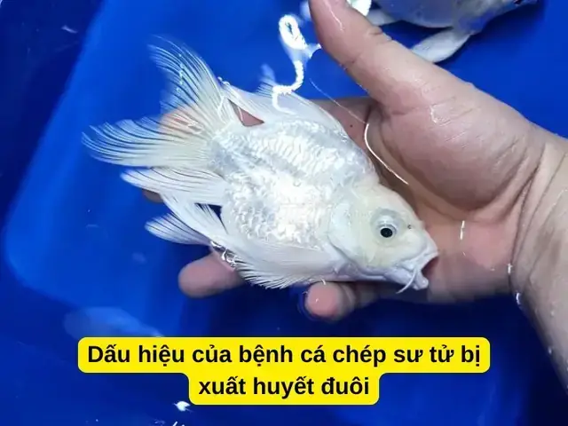 Cá Chép Bị Đỏ Đuôi: Nguyên Nhân, Dấu Hiệu Nhận Biết Và Cách Điều Trị Hiệu Quả