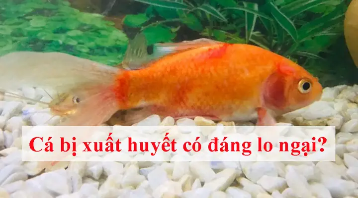 Cá Chép Bị Đỏ Đuôi: Nguyên Nhân, Dấu Hiệu Nhận Biết Và Cách Điều Trị Hiệu Quả