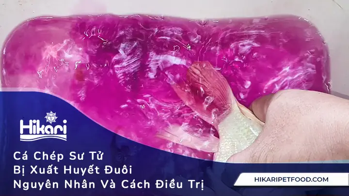 Cá Chép Bị Đỏ Đuôi: Nguyên Nhân, Dấu Hiệu Nhận Biết Và Cách Điều Trị Hiệu Quả