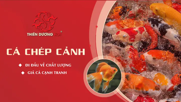 Cá Chép Cảnh Ăn Gì? Thức Ăn Tốt Nhất & Lưu Ý Nuôi Chuẩn Cá Chép Cảnh Ăn Gì? Thức Ăn Tốt Nhất & Lưu Ý Nuôi Chuẩn