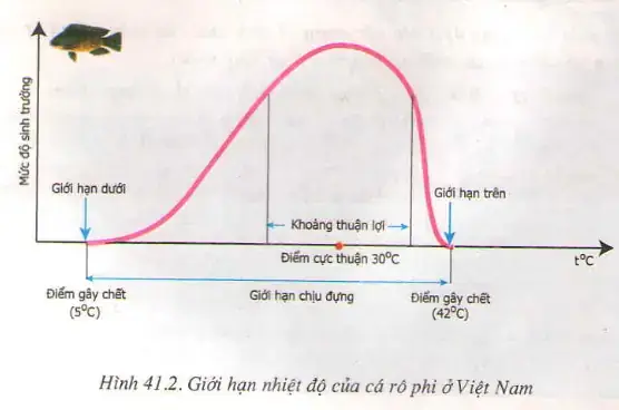 Cá Chép Chịu Được Nhiệt Độ Bao Nhiêu? Giới Hạn Chịu Đựng Của Cá Chép Là Gì?