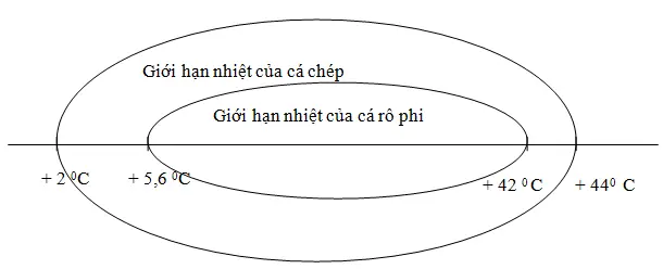 Cá Chép Chịu Được Nhiệt Độ Bao Nhiêu? Giới Hạn Chịu Đựng Của Cá Chép Là Gì?