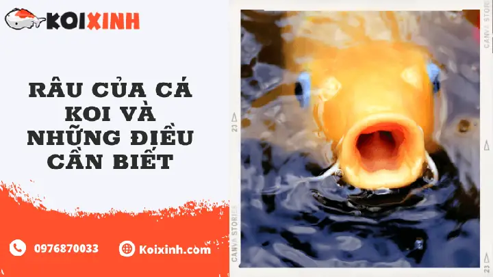 Cá Chép Có Râu: Đặc Điểm Nhận Biết, Vai Trò Và Phân Biệt Với Loài Cá Khác