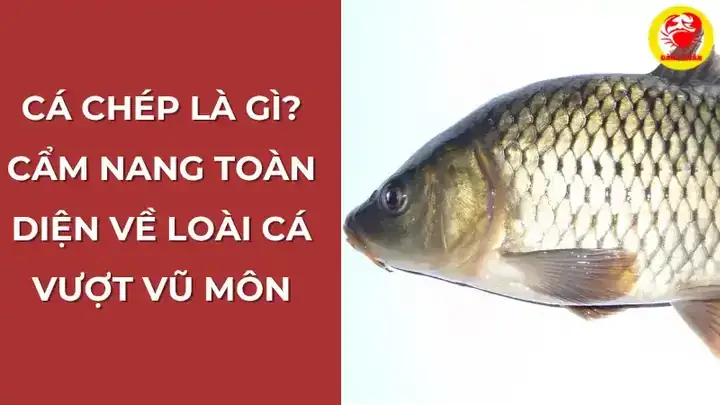 Cá Chép Còn Gọi Là Cá Gì? Các Tên Gọi Khác & Thông Tin Liên Quan