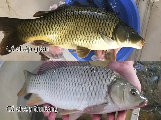 Cá Chép Còn Gọi Là Cá Gì? Các Tên Gọi Khác & Thông Tin Liên Quan