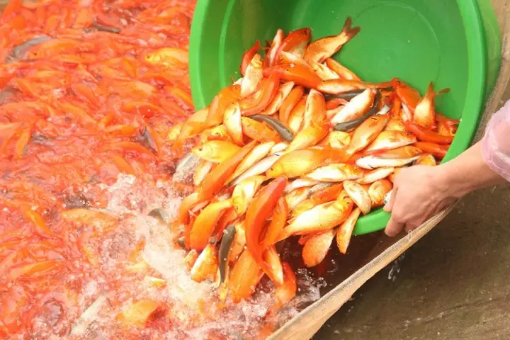 Cá Chép Đỏ Ăn Gì: Khám Phá Chế Độ Dinh Dưỡng Tốt Nhất Cho Cá Cảnh